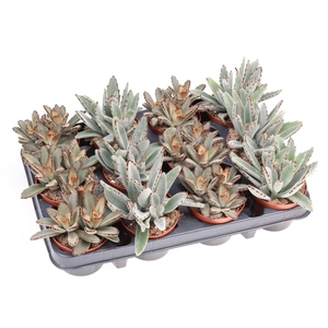 Kalanchoe NF   ...