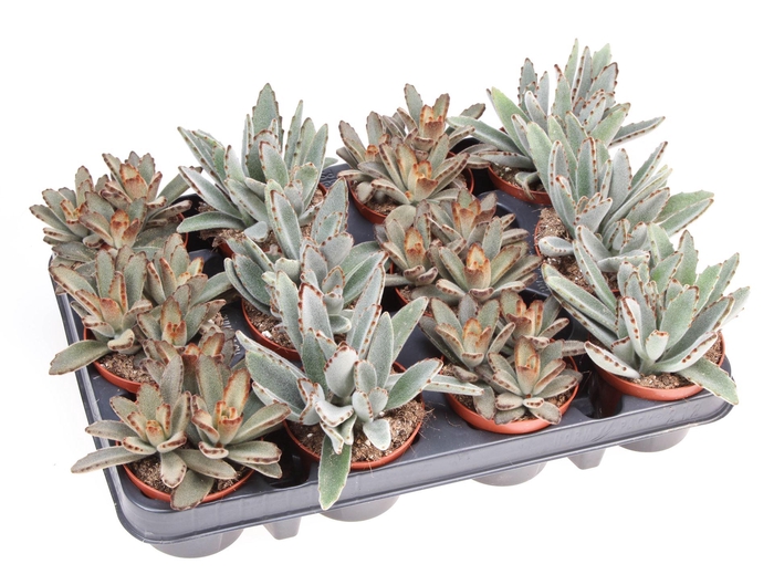 <h4>Kalanchoe NF   ...</h4>