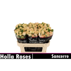 Sancerre