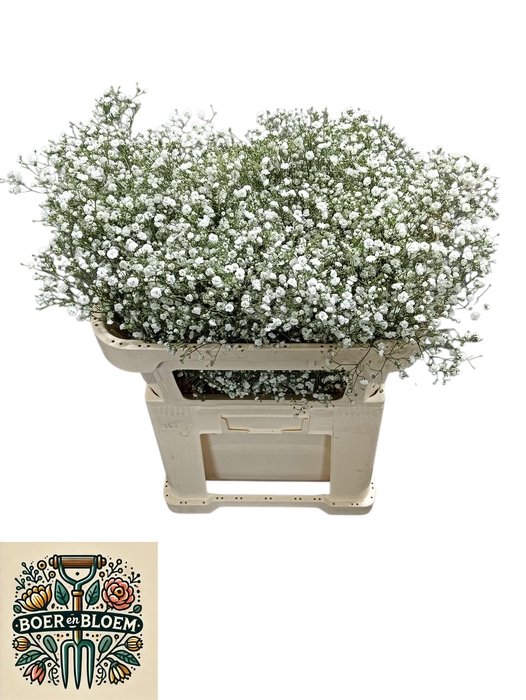 <h4>GYPS PA XLENCE</h4>