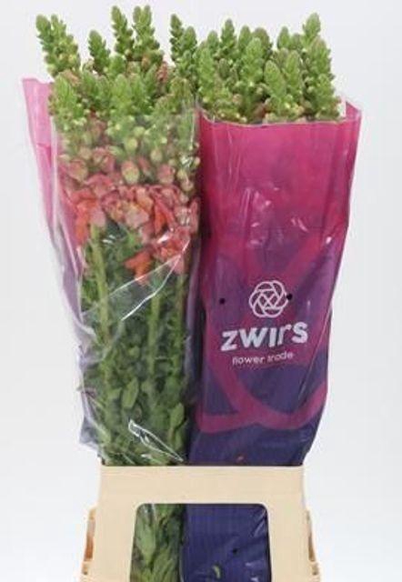 <h4>ANTIR POTO D ORANGE</h4>