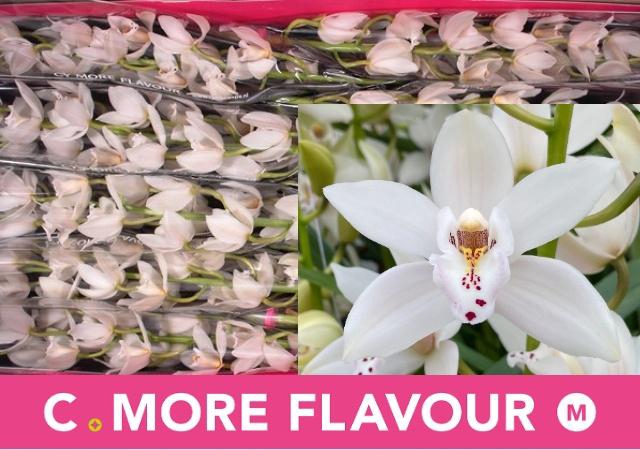 <h4>CYMB MI SUE</h4>