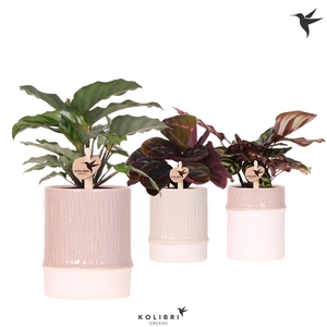 Kolibri Greens Calathea mix in Bamboo pot mix