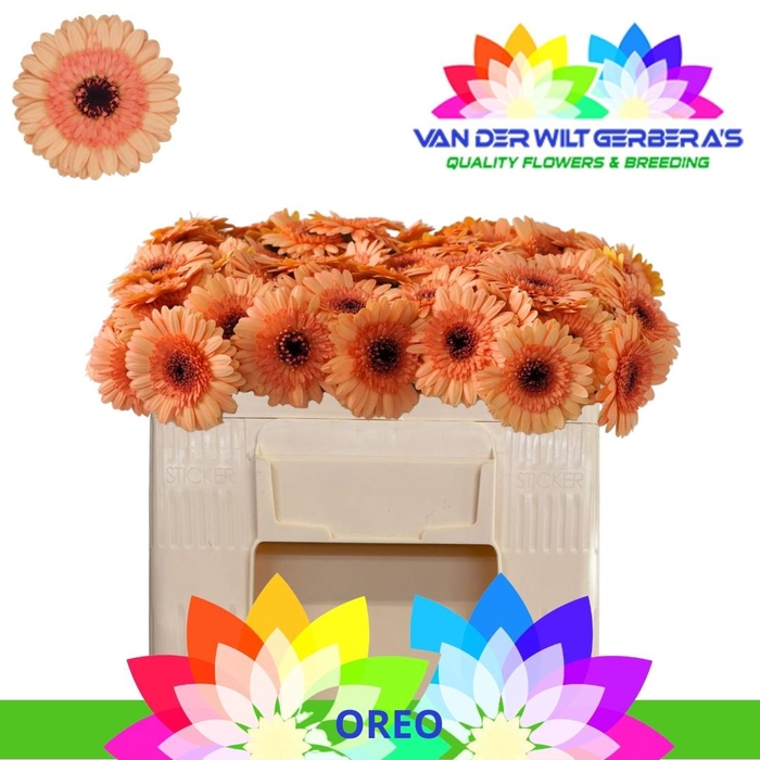 <h4>GE MI OREO</h4>