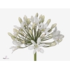 Agapanthus Barcelona Beentjes