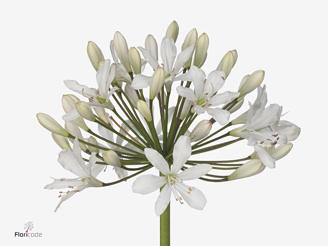 Agapanthus Barcelona Beentjes