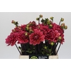 Dahlia Salmon Runner