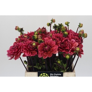 Dahlia Salmon Runner