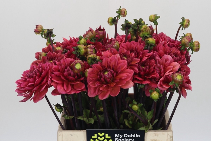 Dahlia Salmon Runner