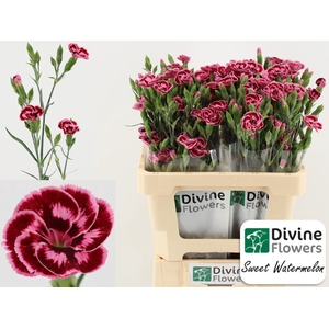 Dianthus  'Dianthini Sweet WMelon'