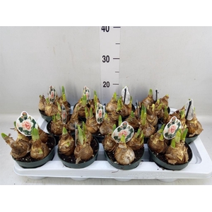 Narcissus DU 'My Story'