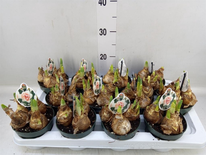 <h4>Narcissus DU 'My Story'</h4>