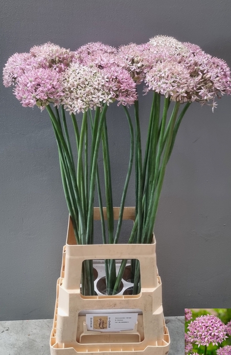 <h4>ALLIUM PINK JEWEL</h4>