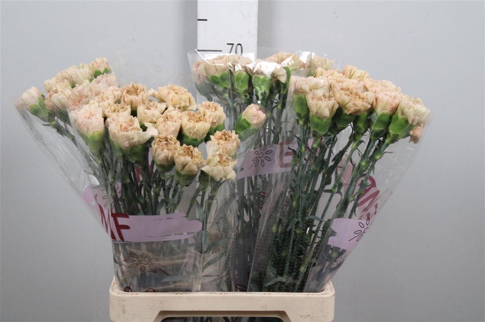 <h4>Di St Lege Marrone</h4>