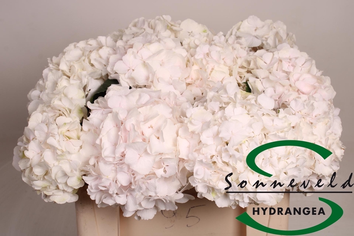 <h4>HYDR M CH SW VERENA</h4>