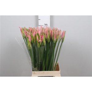 Nerine bowdenii 'Vesta K'