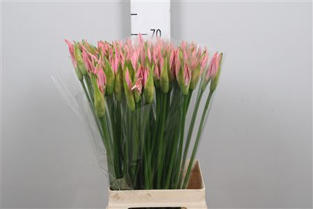 <h4>Nerine bowdenii 'Vesta K'</h4>