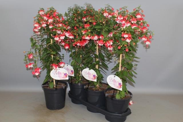 <h4>FUCHSIA OV</h4>