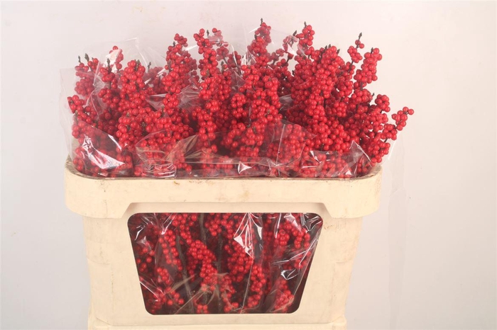 <h4>Ilex Mag Amarant</h4>