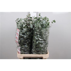 Euca Cinerea 100cm