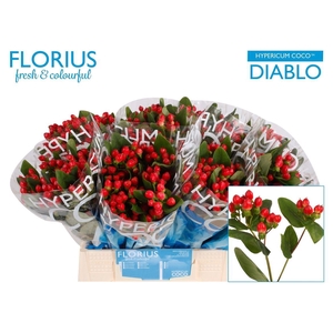 Hyp Coco Diablo