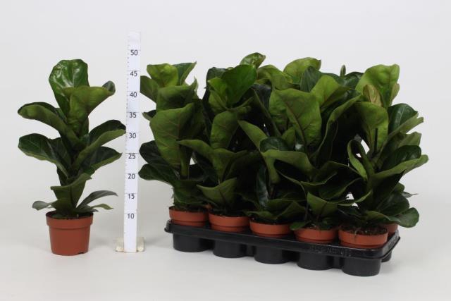 <h4>FICUS LYRATA BAMBINO</h4>