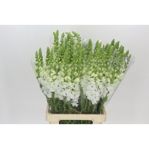 ANTIR POTO EARL WHIT