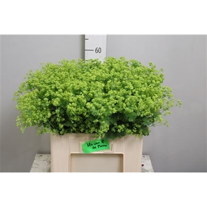 Alchem M Robustica