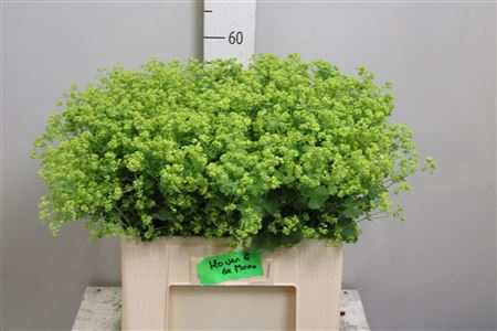 <h4>Alchem M Robustica</h4>