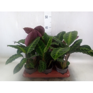 Calathea sanderiana