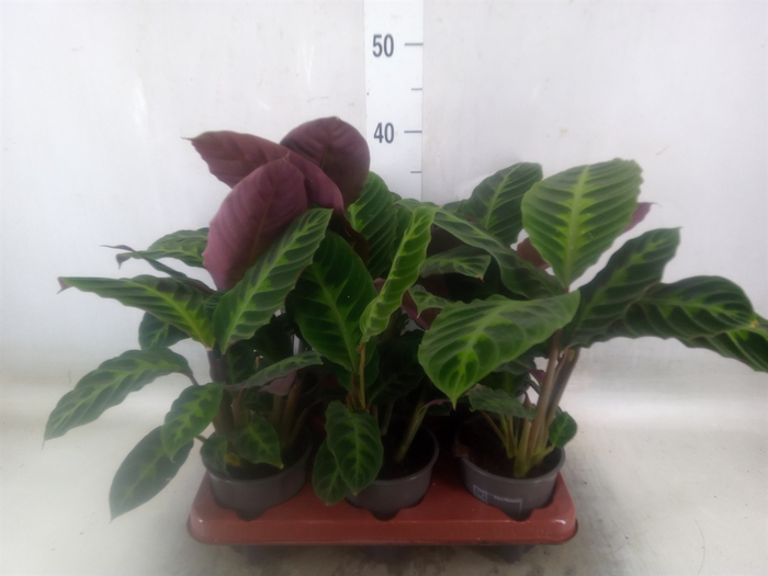 <h4>Calathea sanderiana</h4>