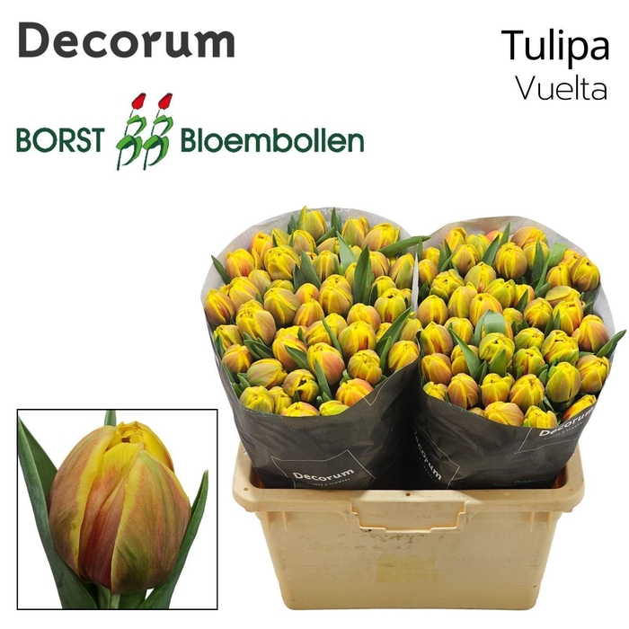 <h4>TU DU Vuelta</h4>