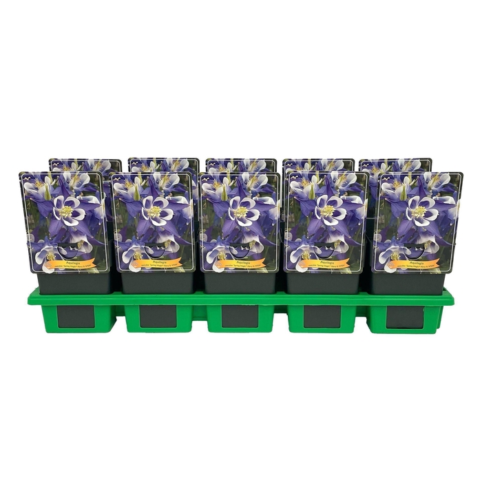 <h4>Aquilegia caerulea</h4>