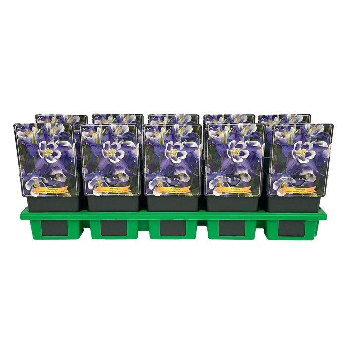 <h4>Aquilegia caerulea</h4>