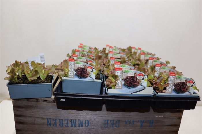 <h4>Slaplanten Lollo Rosso Salat</h4>