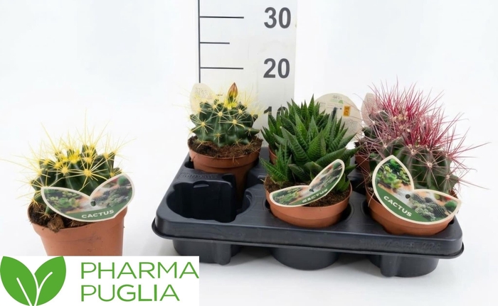 Cactus Gem