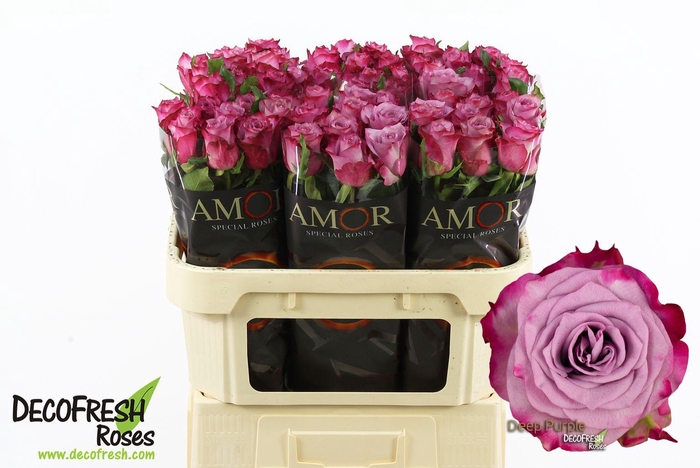 <h4>R Gr Deep Purple</h4>