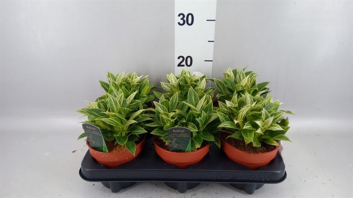 <h4>Philodendron   ...</h4>