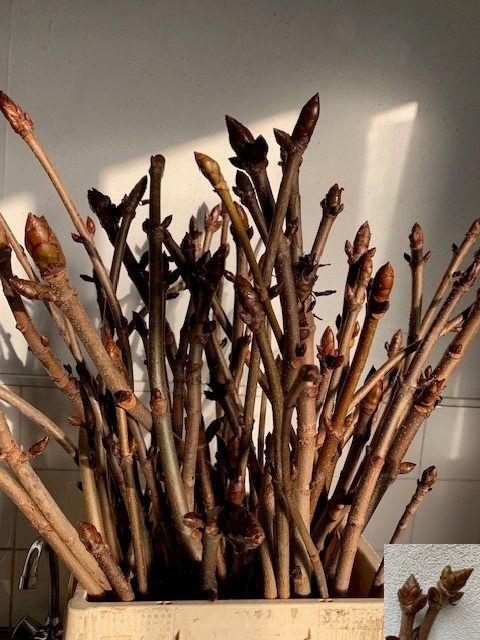 <h4>AESCULUS HIPPOC TAK</h4>