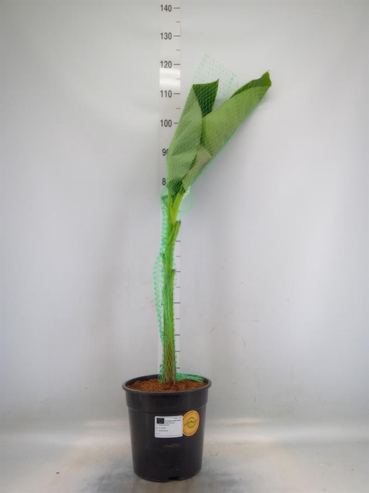 <h4>Musa basjoo</h4>