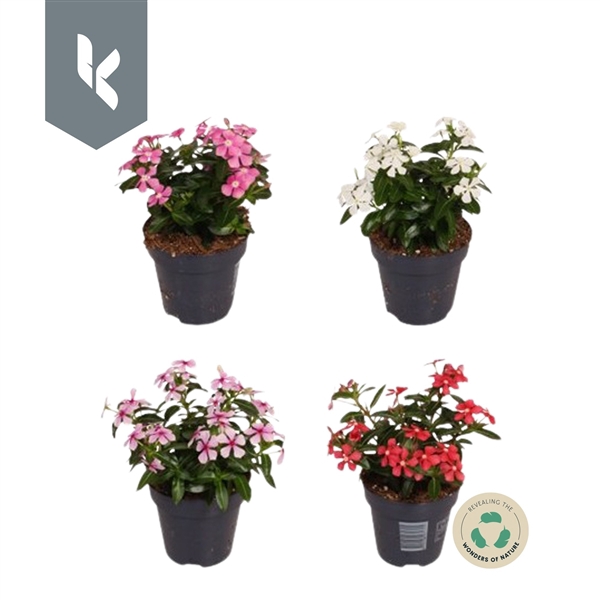Catharanthus Soirée Mix in de tray, minimaal 3 kleuren