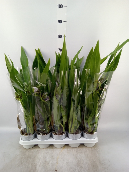<h4>Zygopetalum  'Louisendorf'</h4>