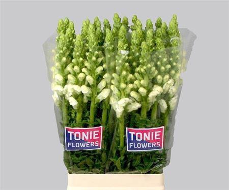 <h4>Antir Mary White</h4>