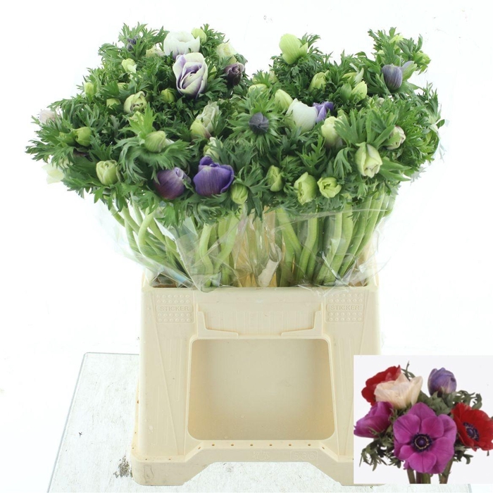 <h4>ANEM GEM BS</h4>