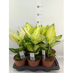 Dieffenbachia  'Summer Style'