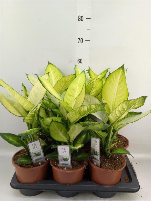 <h4>Dieffenbachia  'Summer Style'</h4>