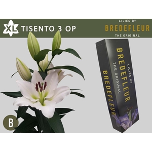 LI OT TISENTO QUALITY BOX 3+