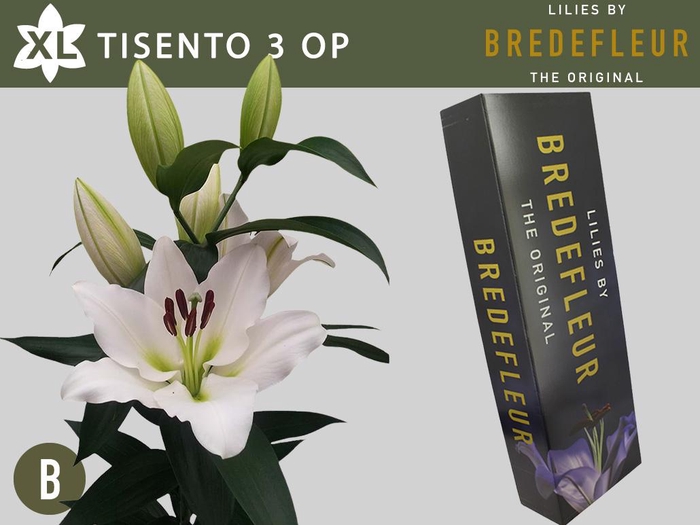 <h4>LI OT TISENTO QUALITY BOX 3+</h4>