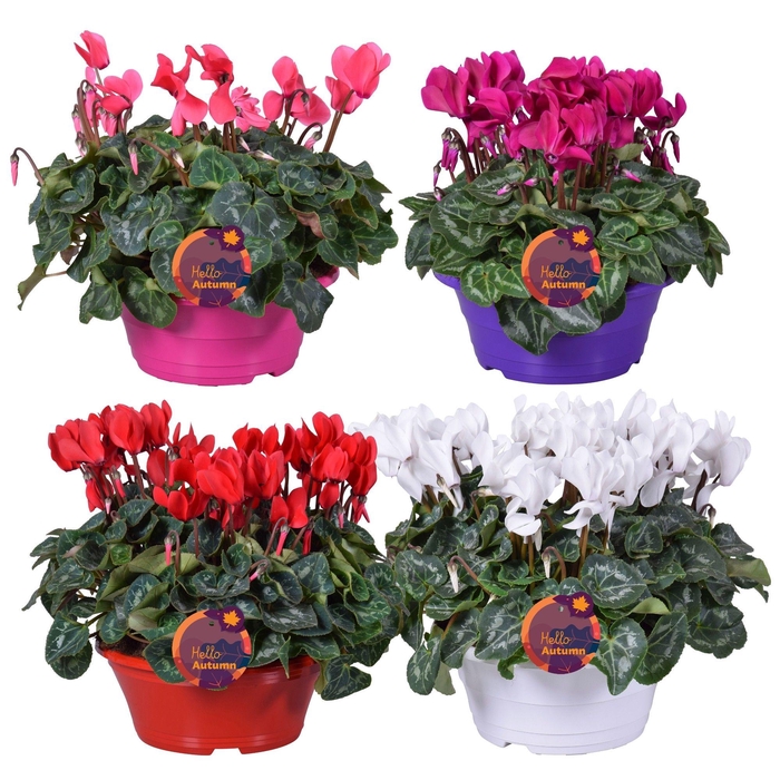 <h4>Cyclamen Ton sur Ton in schaal (3pp) 4 kleuren</h4>