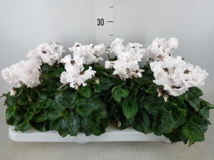 <h4>Cyclamen MD 'Merengue'</h4>